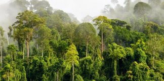 Tangani perubahan iklim bukan sekadar tanam pokok