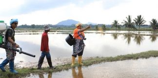 Pengeluaran padi di Kelantan meningkat 208 peratus