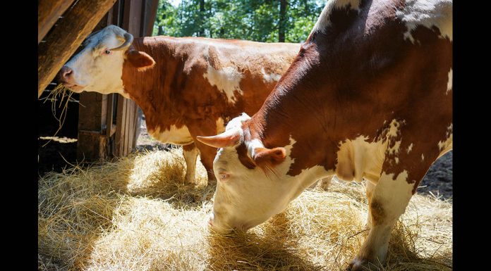 Livestock experiencing heat stress due to hot weather