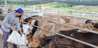 Penternak lembu jadi korban ekonomi semasa negara
