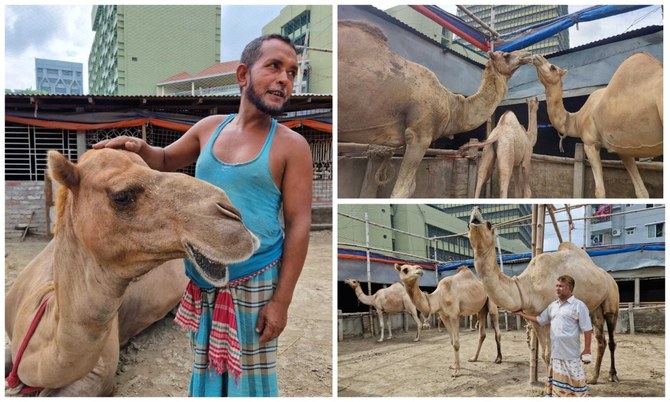 unta di bangladesh1