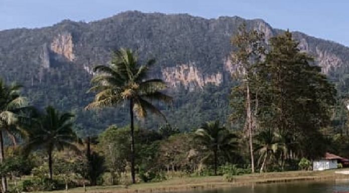 Kerjasama semua pihak lindungi habitat beruk kentui