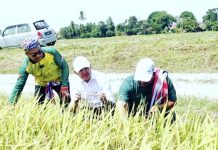 ‘Pemberian tender benih padi tak tepati sasaran’