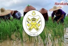 Monopoli kartel punca harga benih padi naik