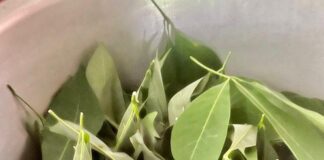 Tapai pulut daun getah warisan empat dekad di Terengganu