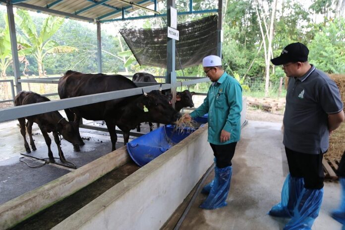 LEMBU WAGYU