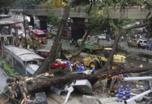 Pokok tumbang: PBT digesa tingkat kewaspadaan