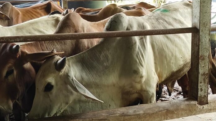LEMBU