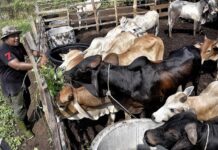 Berbaloi berhenti kerja ternak lembu sado