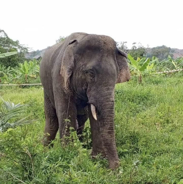 Gajah terengganu