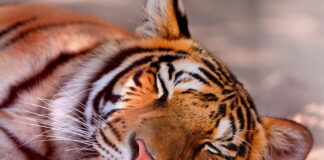 Hari Harimau Sedunia: 7 ciri unik ‘Pak Belang’