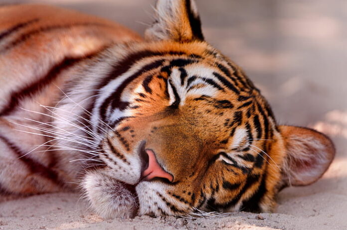 Harimau Malaya...