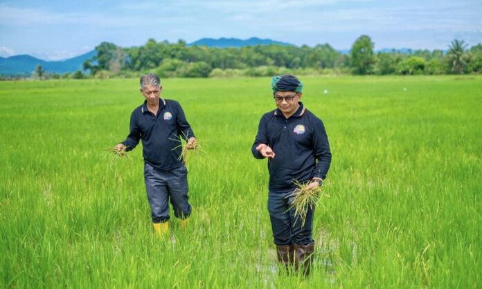 Padi terengganu