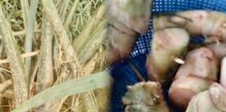 Ubi gegeli rawat buasir dan gout