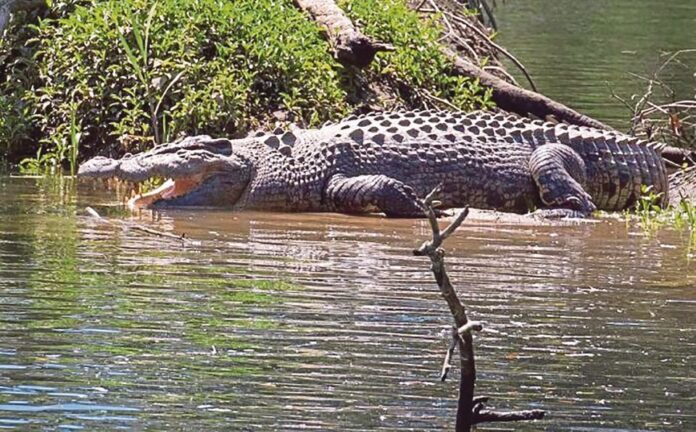 buaya sabah