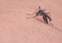 11 maut akibat virus West Nile di Israel