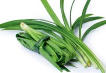 Daun pandan bukan sekadar pewangi makanan