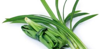 Daun pandan bukan sekadar pewangi makanan