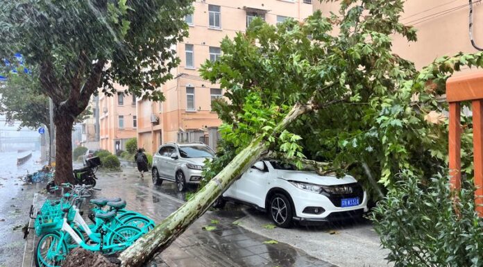 Taufan Bebinca: 10,000 pokok tumbang, 400,000 penduduk dipindahkan