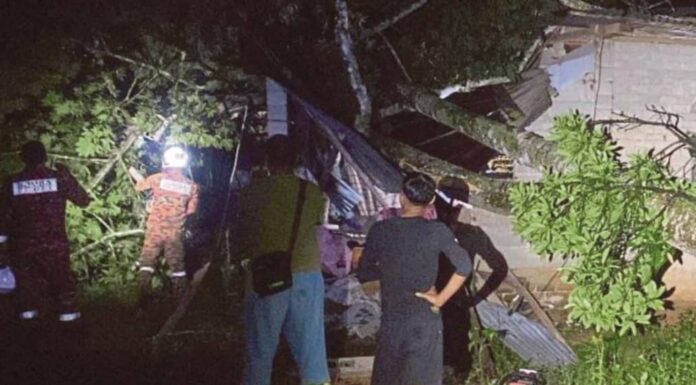 Lelaki cedera, kediaman dihempap pokok