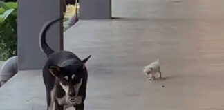 Pelupusan anjing liar di Besut, MDB bertindak mengikut undang-undang
