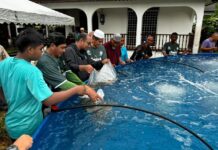 Projek ternakan ikan tilapia perkasa ekonomi komuniti