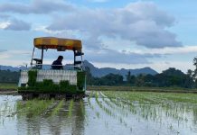 Perlis potensi sumbang lebih 20 peratus padi negara