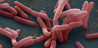 Melioidosis risiko ancam kesihatan awam musim banjir