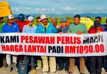 Tukar padi kepada tanaman kontan lain tidak praktikal