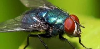 Lalat tsetse lebih berbahaya atas genus Glossina