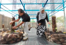 Selepas harumanis, Perlis bakal komersial vanila