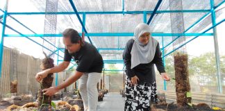 Selepas harumanis, Perlis bakal komersial vanila