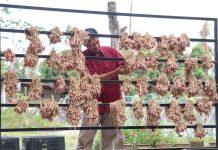 Perlis giat tanam bawang, sasar kurangkan import
