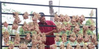 Perlis giat tanam bawang, sasar kurangkan import