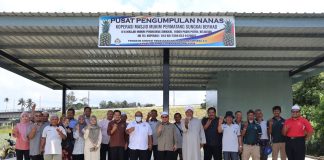 Koperasi masjid usaha tanam nanas berkelompok