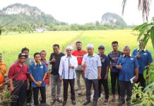 Anak muda Perlis teraju giat usaha ladang benih padi