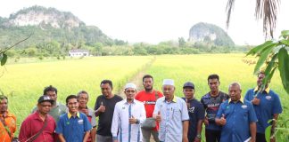 Anak muda Perlis teraju giat usaha ladang benih padi