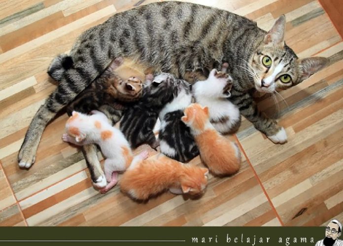 kucing