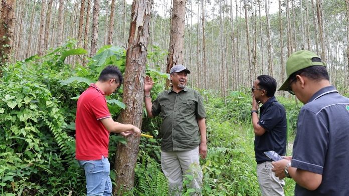 pokok1
