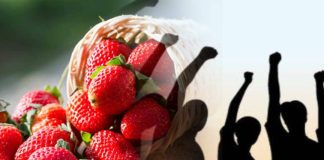 Memahami generasi strawberry: Isu dan cadangan penyelesaian