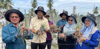 Kelantan jayakan tuaian bawang peringkat negeri