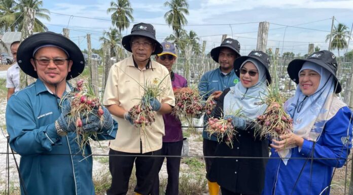 Kelantan jayakan tuaian bawang peringkat negeri