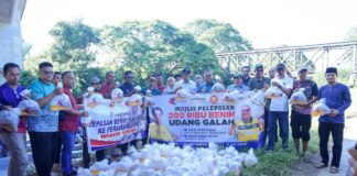 200,000 benih udang galah dilepas ke Sungai Kedah