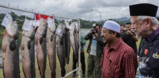 Toman 11.16kg rangkul Piala Menteri Besar
