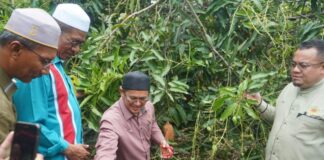Harum Manis alternatif gantikan tembakau di Kelantan