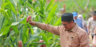 Kelantan rintis tanaman jagung bijian makanan ternakan