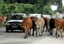 Ternakan dibiar berkeliaran ancam pengguna jalan
