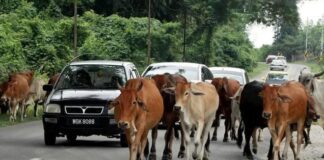 Ternakan dibiar berkeliaran ancam pengguna jalan