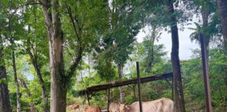 Tangkap lembu, elak risiko kemalangan cuti perayaan
