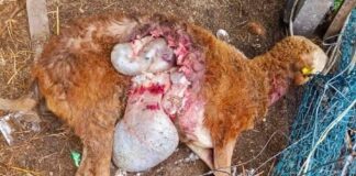 Tindakan tegas tangani ancaman anjing liar